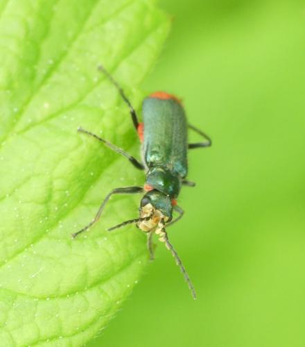 Malachius bipustulatus